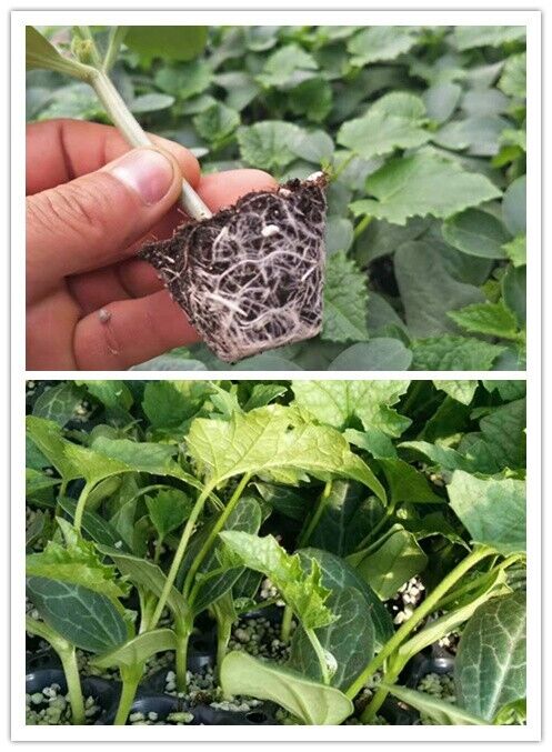 Luffa Gourd Seeds Non-GMO Long Smooth Sponge Gourd Easy Grow