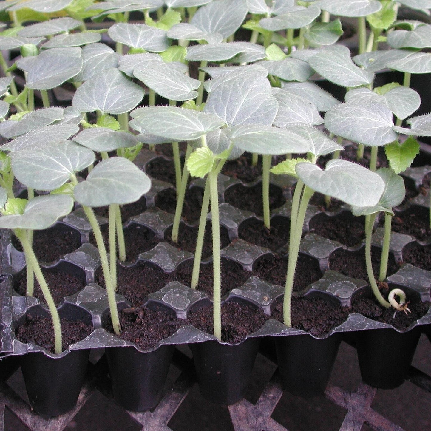 Emerald Slim Okra Seeds Tender Non-GMO Garden Favorite