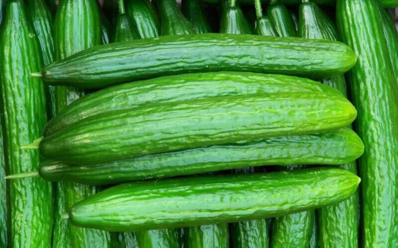 Emerald Crunch F1 Snack Cucumber Seeds Burpless Sweet High Yield