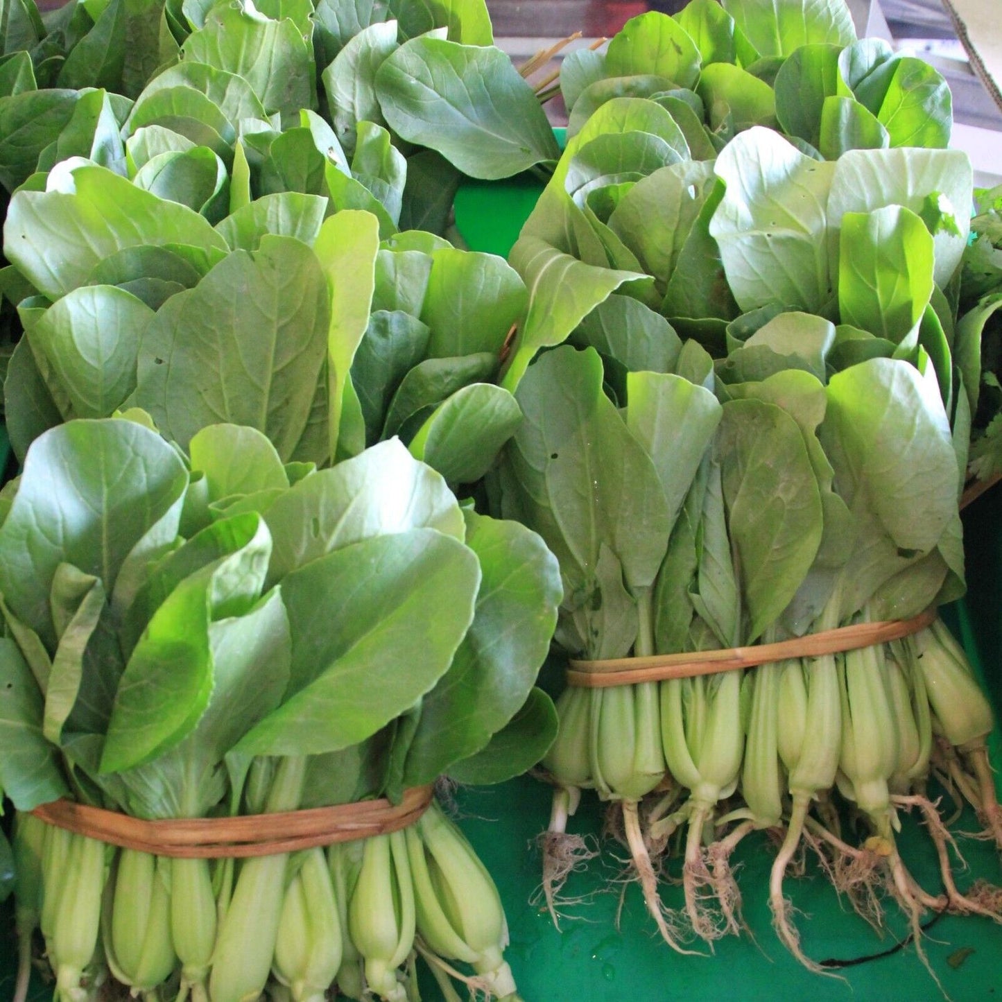 Sweet Emerald Baby Bok Choy – Fast Growing Non-GMO Seeds