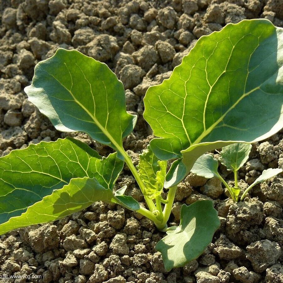 Merald Crown Broccoli Seeds Non-GMO Large Heads EasyGrow