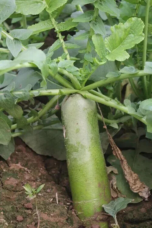 Chinese Green Radish Seeds 100+ Sweet Crisp Non-GMO Easy Grow High Yield