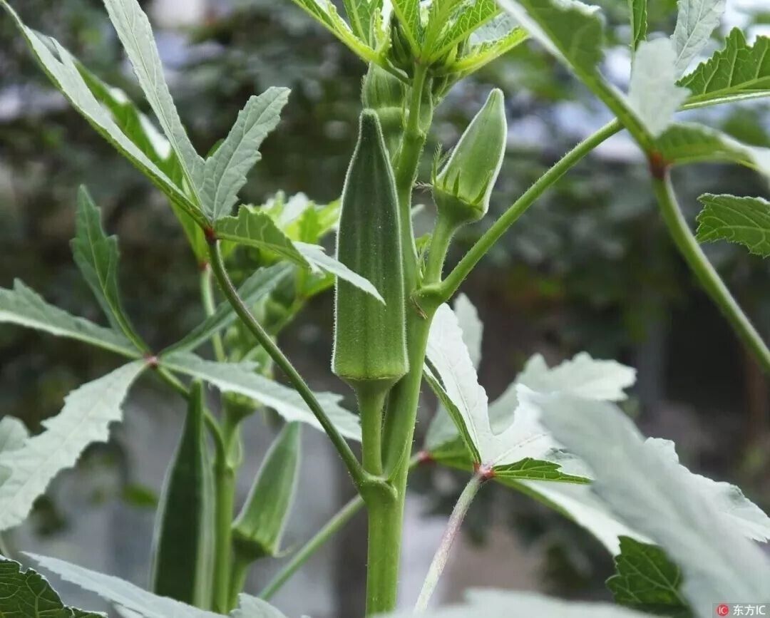 Emerald Slim Okra Seeds Tender Non-GMO Garden Favorite