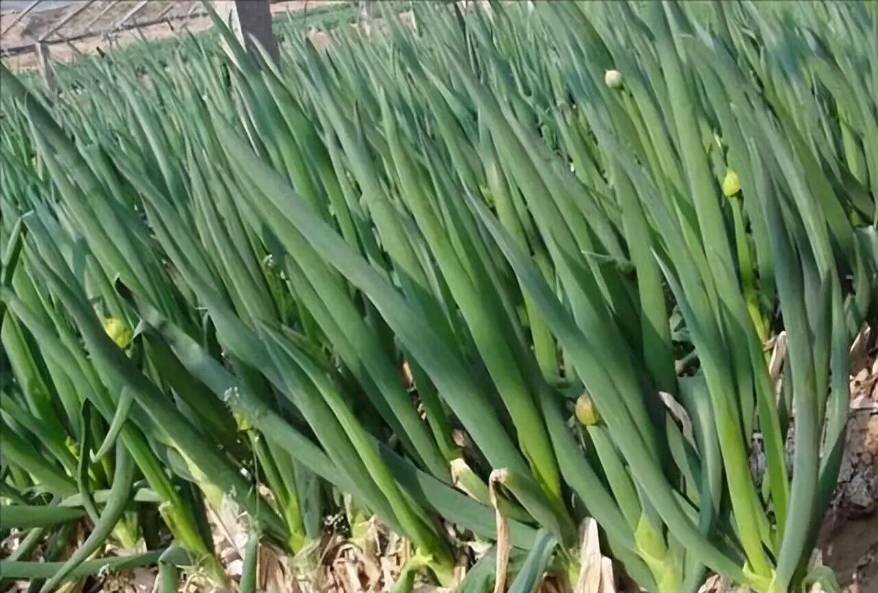 Evergreen Scallion Seeds 500+ Non-GMO Green Onion High Yield Easy Grow