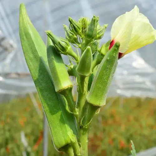 Emerald Slim Okra Seeds Tender Non-GMO Garden Favorite