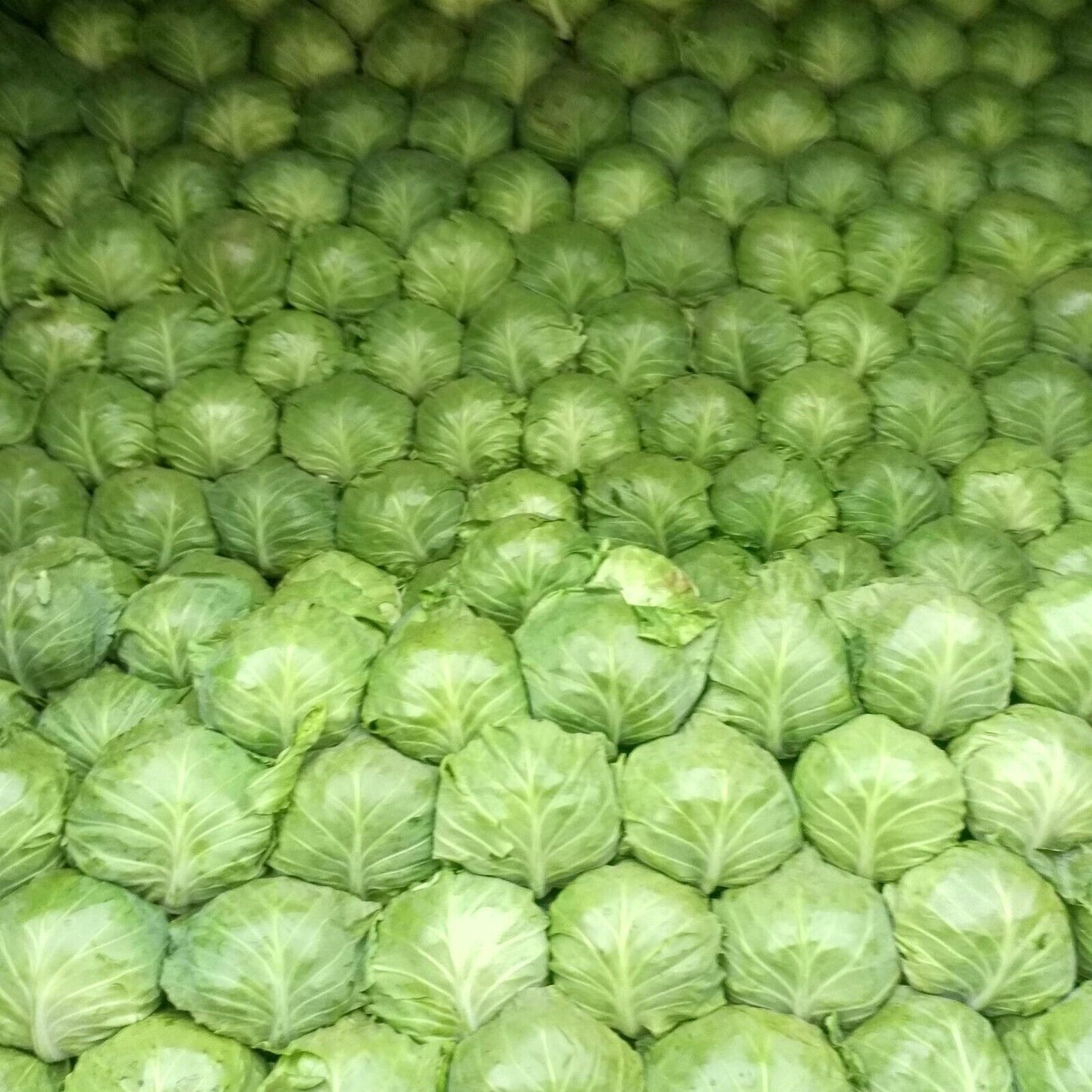 Emerald Ball Cabbage – Premium Non-GMO Garden Seeds 200+