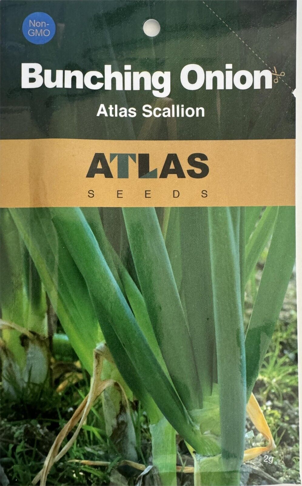 Evergreen Scallion Seeds 500+ Non-GMO Green Onion High Yield Easy Grow