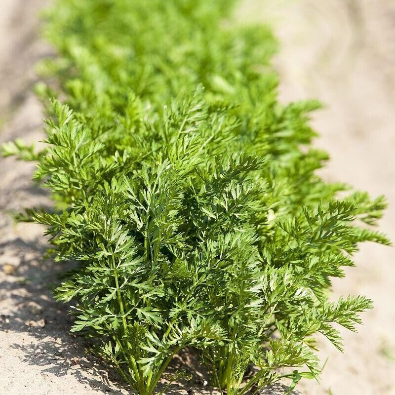 NutriSweet Carrot Seeds – Non-GMO Sweet Garden Carrots 1000+ Seeds