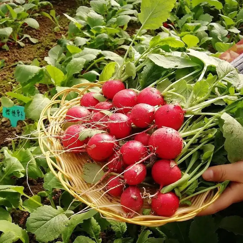 Ruby Crunch Radish Seeds Non-GMO Fast Growing Crisp Sweet