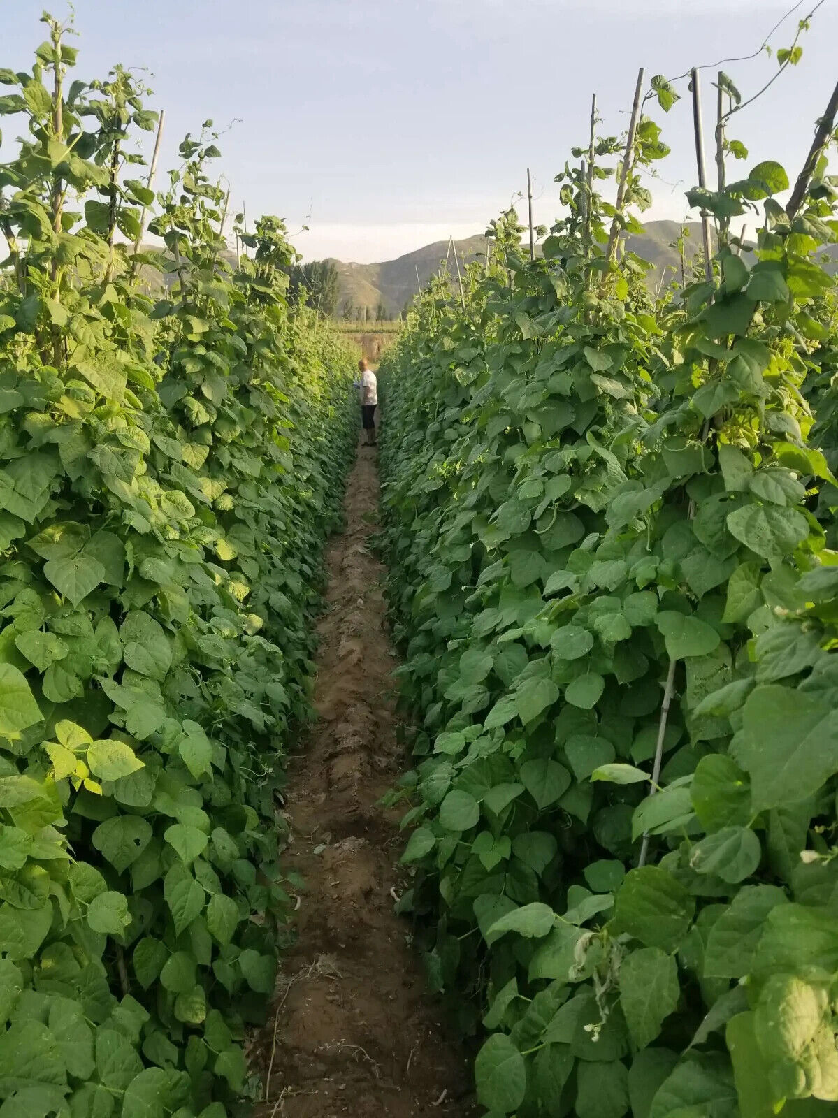 Yardlong Bean Seeds Emerald Ribbon Non-GMO Long Pod High Yield