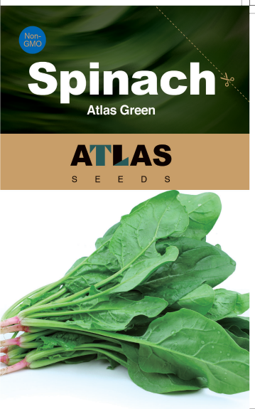 Spinach Seeds Non-GMO Fast Growing Tender Leaves Easy Garden