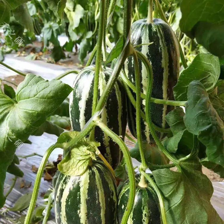Crisp Sweet Melon Seeds Non-GMO Garden Fruit High Yield Easy Grow