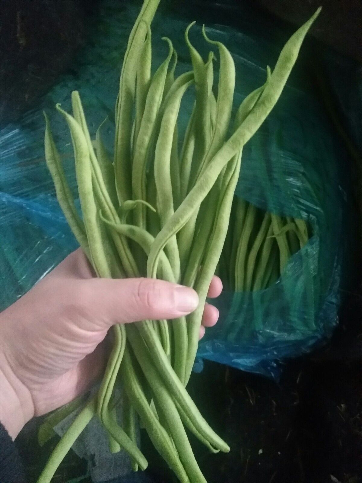 Yardlong Bean Seeds Emerald Ribbon Non-GMO Long Pod High Yield