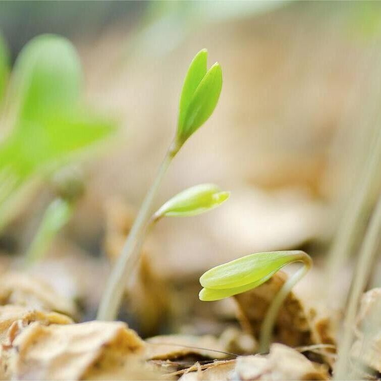 Cilantro Coriander Seeds Non-GMO Fresh Herb Easy Grow