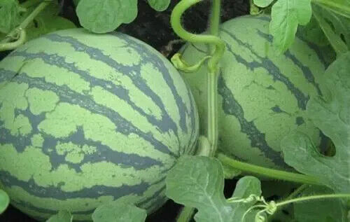 Sweet Tiger Baby Watermelon Seeds Non-GMO Ultra Sweet Easy Grow