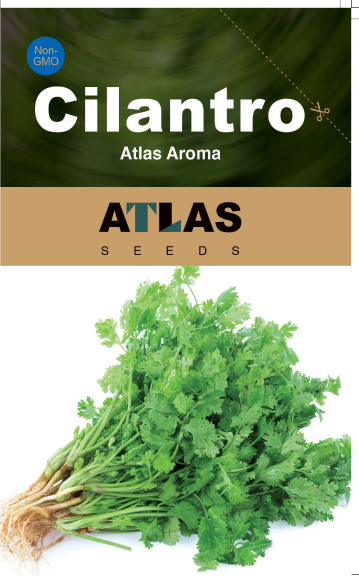 Cilantro Coriander Seeds Non-GMO Fresh Herb Easy Grow