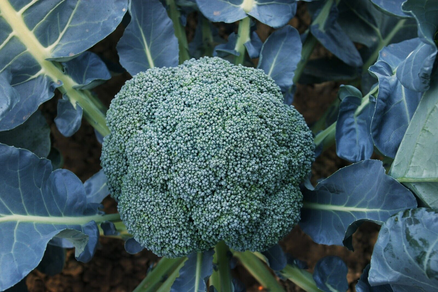 Merald Crown Broccoli Seeds Non-GMO Large Heads EasyGrow