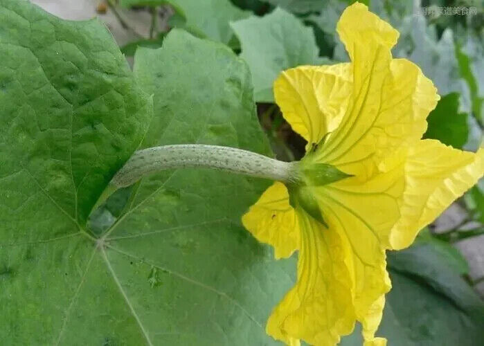 Luffa Gourd Seeds Non-GMO Long Smooth Sponge Gourd Easy Grow