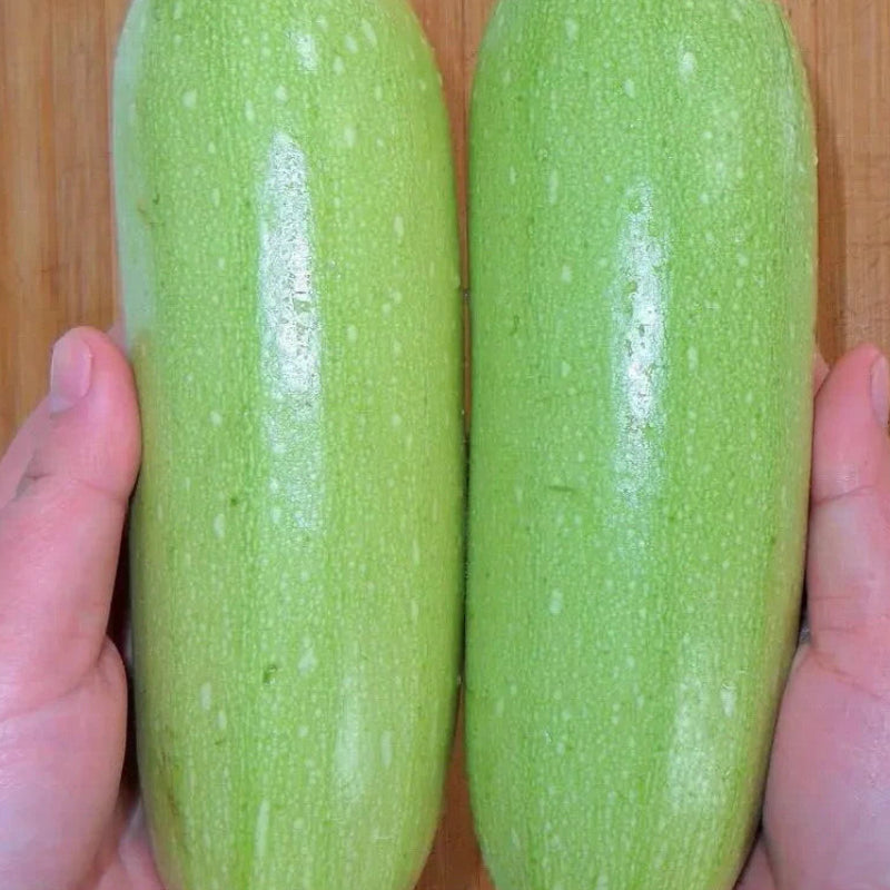 Emerald Star Zucchini Seeds Non-GMO High Yield Easy Grow Squash
