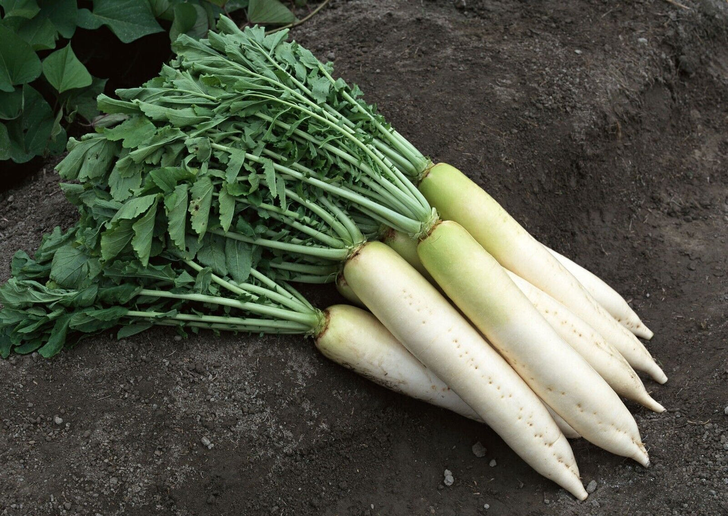 Snow Pearl Turnip Seeds Sweet White Non-GMO Easy Grow High Yield