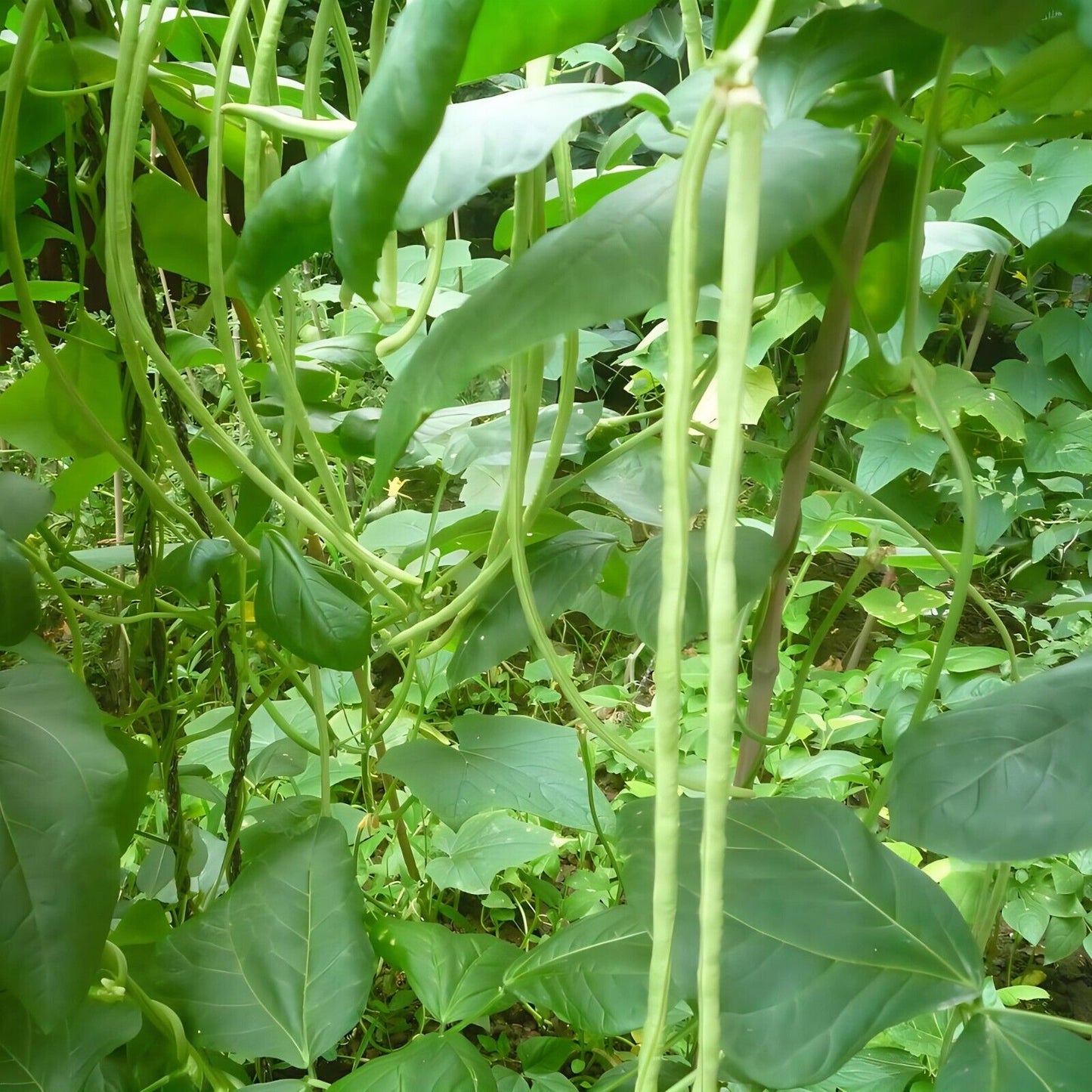 Stringless Yardlong Bean Seeds ender Non-GMO Vegetable Garden Variety