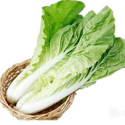 Green Star Pak Choi Seeds 300+ Non-GMO Sweet Crisp Fast Growing High Yield
