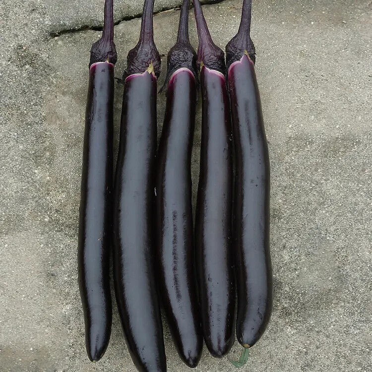 Midnight Velvet Long Eggplant Seeds Non-GMO Asian High Yield