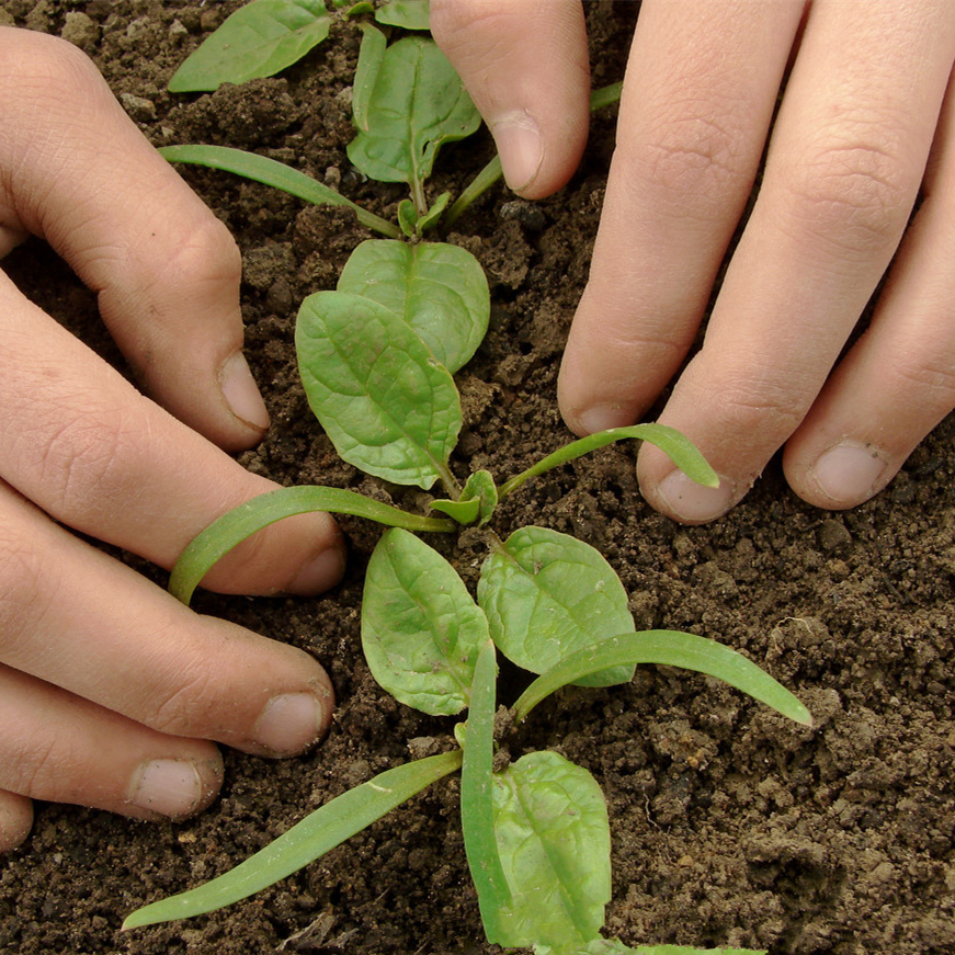 Spinach Seeds Non-GMO Fast Growing Tender Leaves Easy Garden