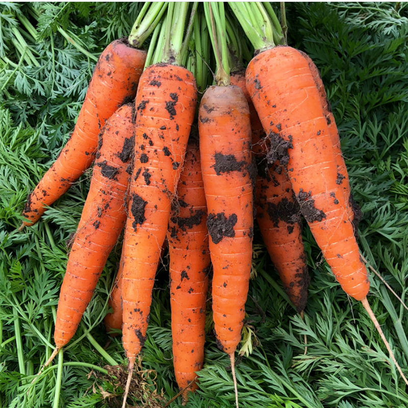 NutriSweet Carrot Seeds – Non-GMO Sweet Garden Carrots 1000+ Seeds