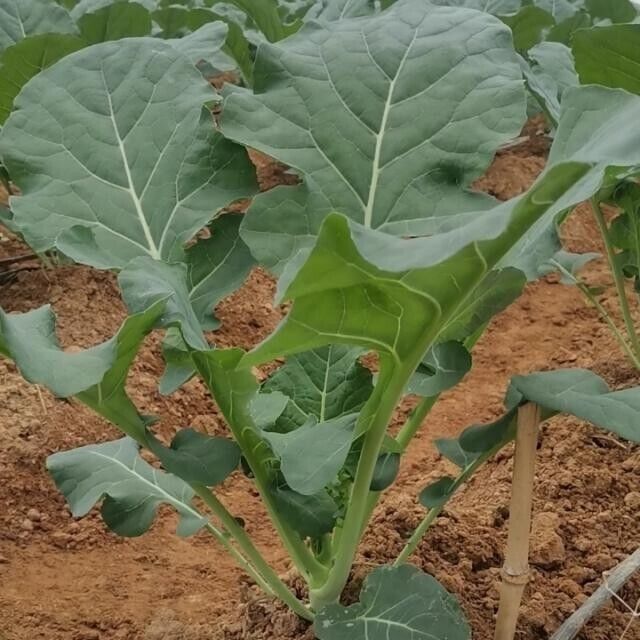 Merald Crown Broccoli Seeds Non-GMO Large Heads EasyGrow