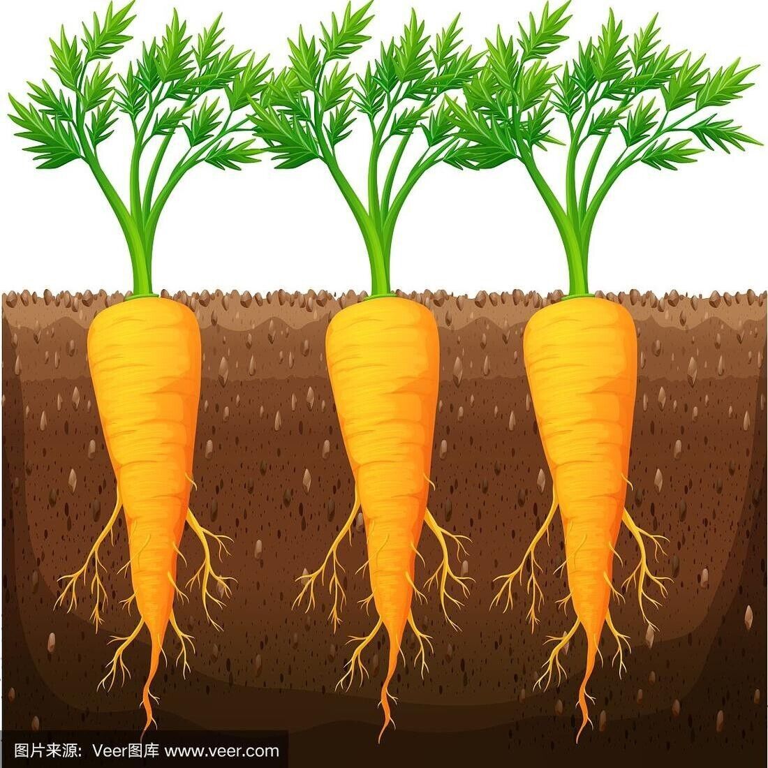 NutriSweet Carrot Seeds – Non-GMO Sweet Garden Carrots 1000+ Seeds