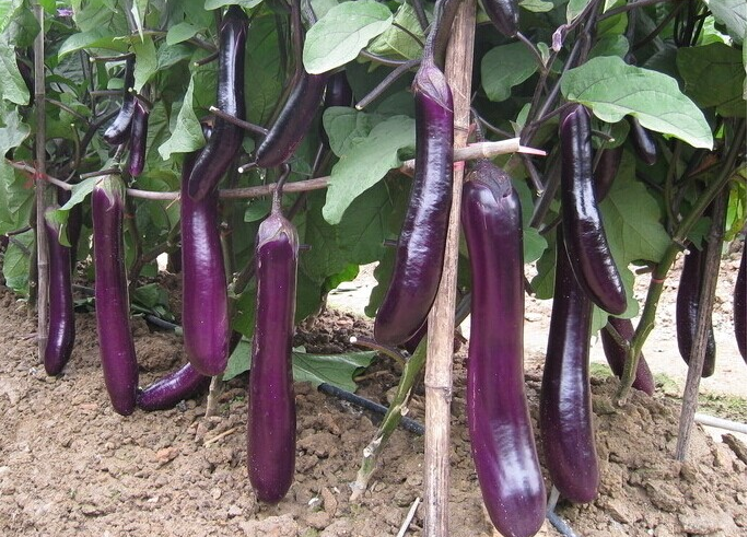 Midnight Velvet Long Eggplant Seeds Non-GMO Asian High Yield