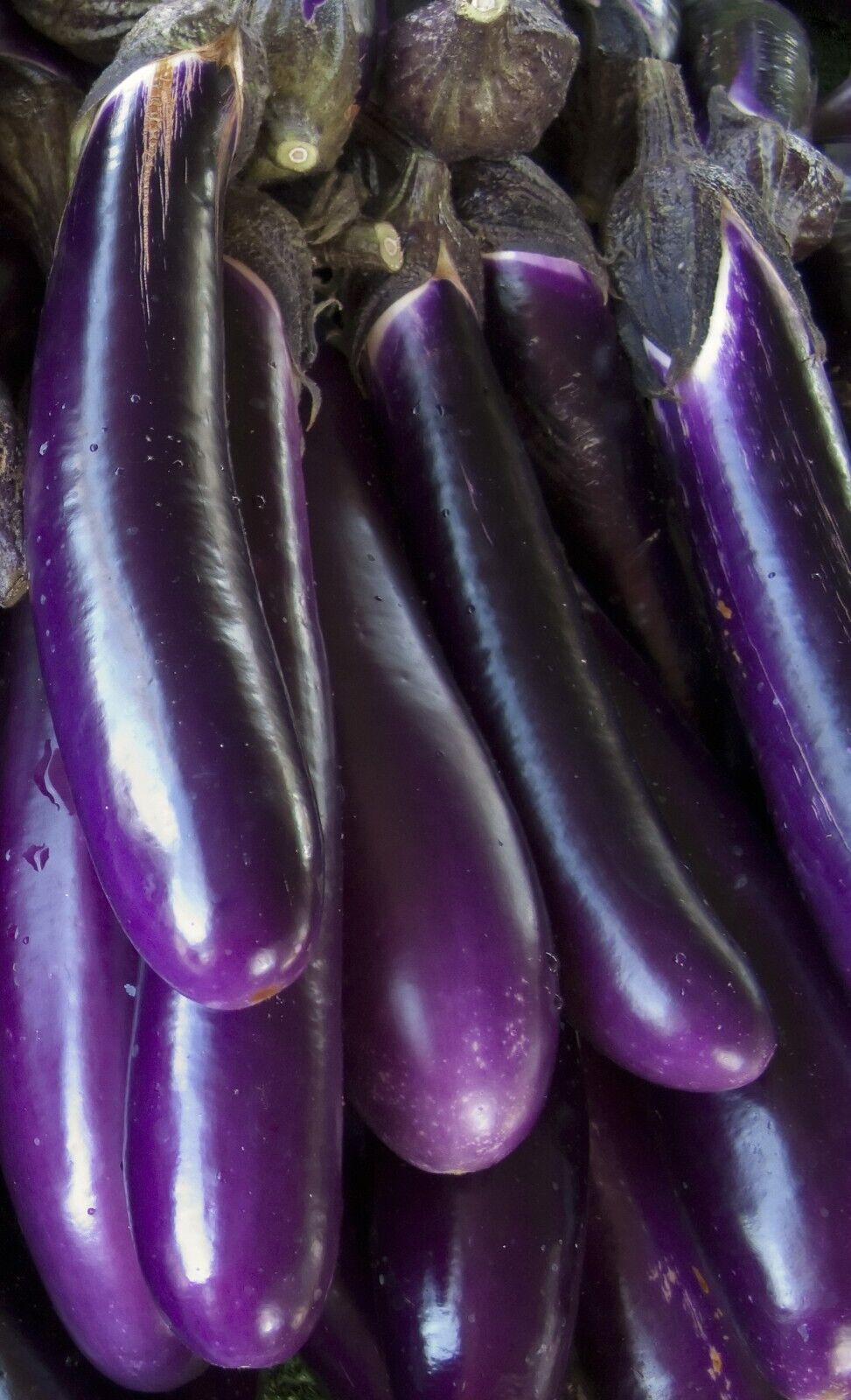 Midnight Velvet Long Eggplant Seeds Non-GMO Asian High Yield